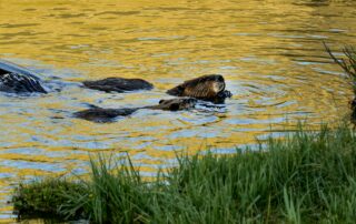 nasa-data-helps-beavers-build-back-streams