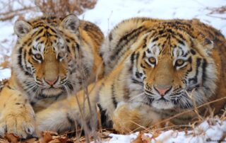 nasa-is-helping-protect-tigers,-jaguars,-and-elephants-here’s-how.