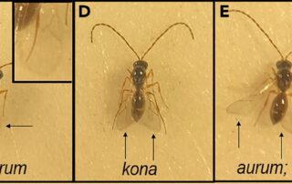 spaceflight-effects-tumor-bearing-fruit-fly-hosts-and-their-parasites