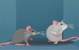 quirky-circling-behavior-in-mice-informs-research-on-humans-in-space