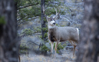 the-next-full-moon-is-the-buck-or-thunder-moon