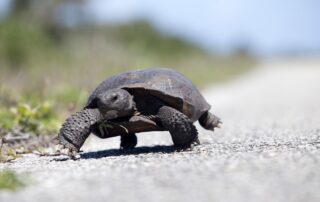 tortoise-takes-a-leisurely-stroll