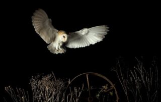 eclipse-soundscapes-audiomoth-donations-will-study-nature-at-night
