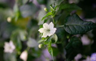 chile-flowers-bloom-in-space