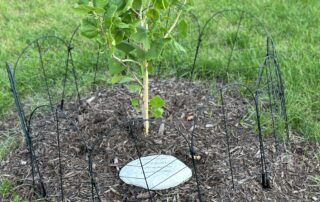 they-grow-so-fast:-moon-tree-progress-since-nasa’s-artemis-i-mission