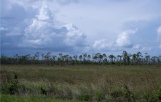 nasa-researchers-study-coastal-wetlands,-champions-of-carbon-capture