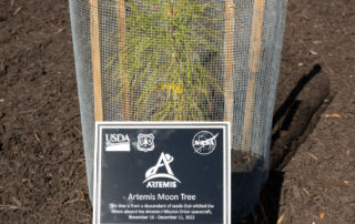 nasa-langley-dedicates-artemis-moon-tree