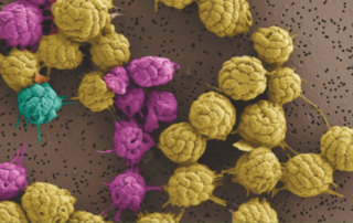 nasa-research-examines-the-multicellular-behavior-of-unique-bacteria