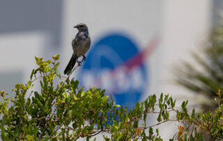 scrub-jay-at-the-vehicle-assembly-building