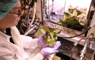 nasa-harvests-lettuce-for-space-station-study
