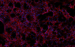 space-station-cell-studies