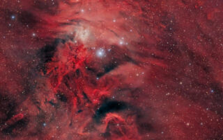 Unicorn, Fox Fur and Christmas Tree