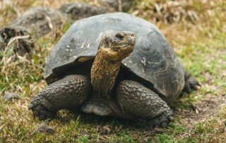 nasa-is-helping-bring-giant-tortoises-back-to-the-galapagos
