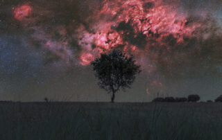 Cygnus and the Solitary Tree