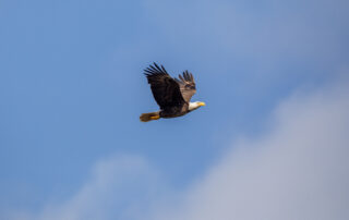 american-bald-eagle-at-nasa’s-kennedy-space-center