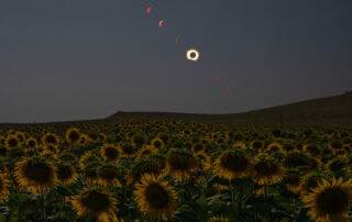 total-solar-eclipse-in-sunflower-field